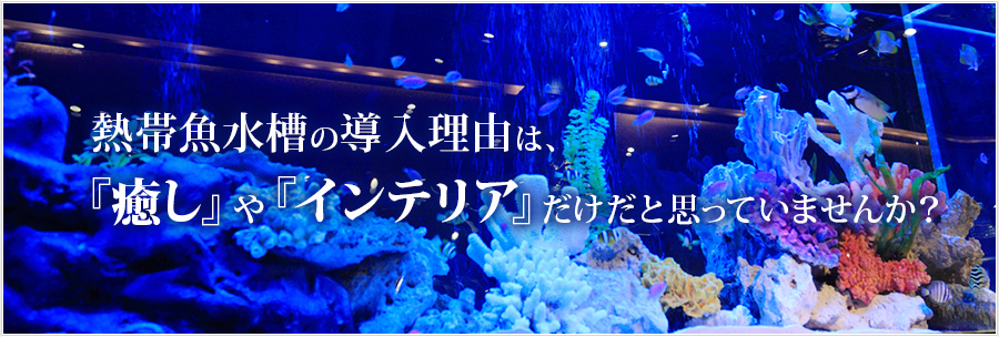 熱帯魚水槽の導入理由は、『癒し』や『インテリア』だけだと思っていませんか？